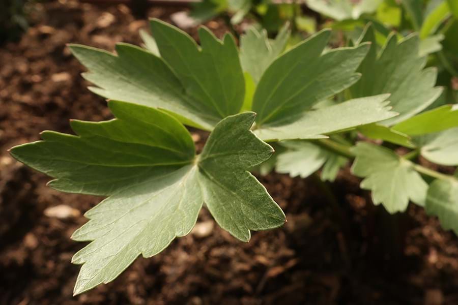 Detail of green lovage leaf