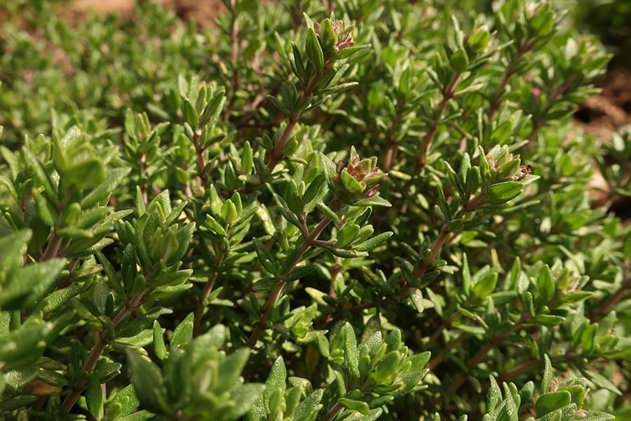 Detail of common thyme