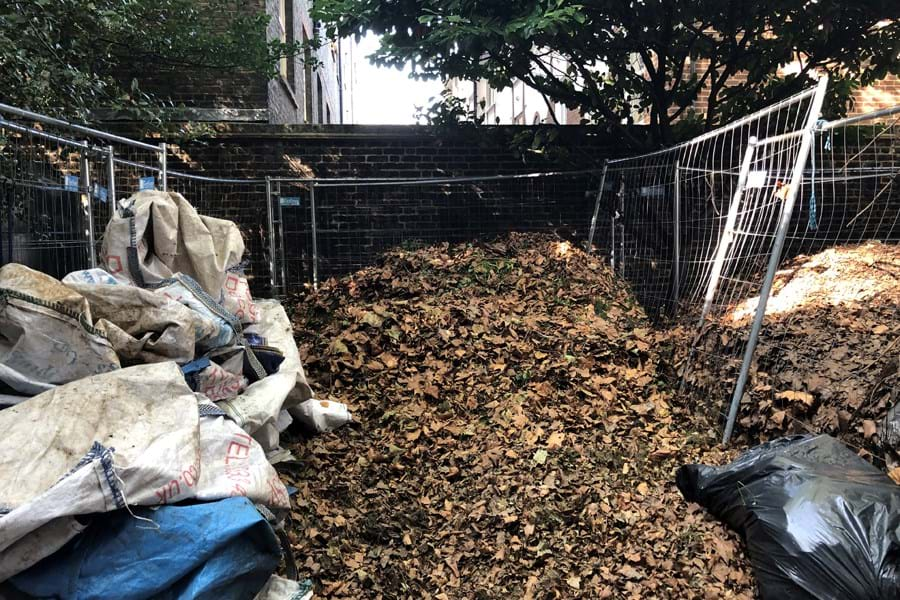 Plane tree leaves piled up in a compost bin