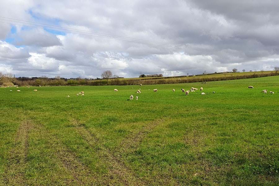 Lambs in a grassy field