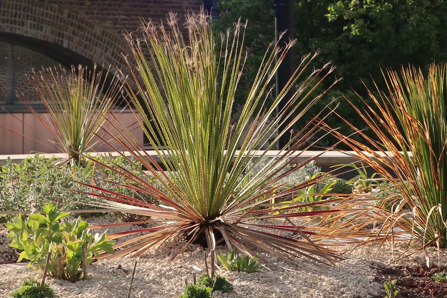 Spikey yucca plants on a roof garden surrounded by cream gravel