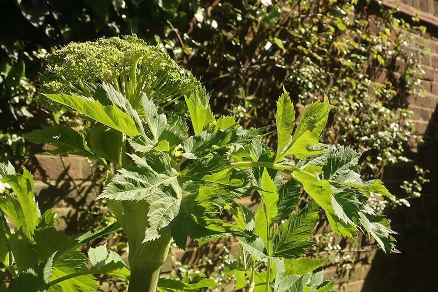Stem, leaves and flowers of angelica plant in the Herb garden