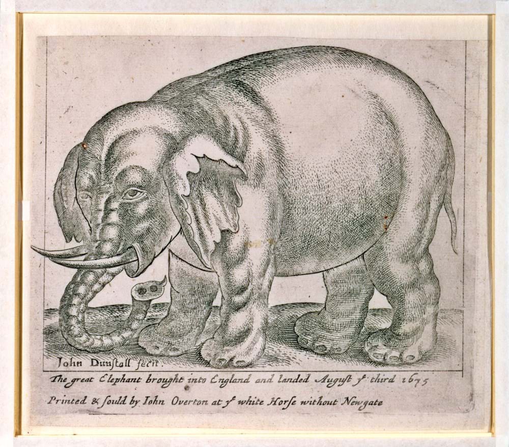 Historic illustration of an elephant