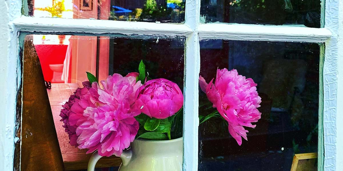 Pink flowers viewed through a window