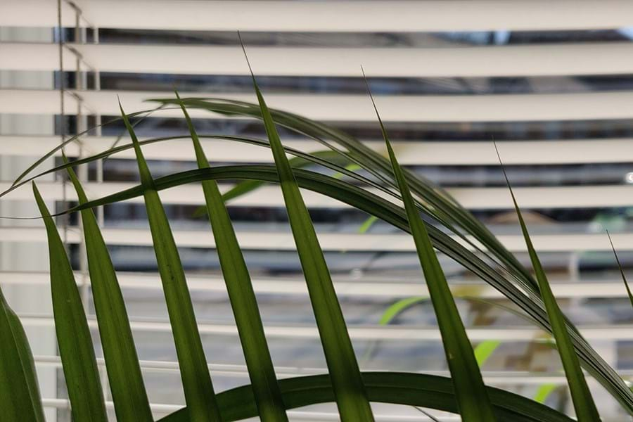 Close up on a plant next to slatted blinds 