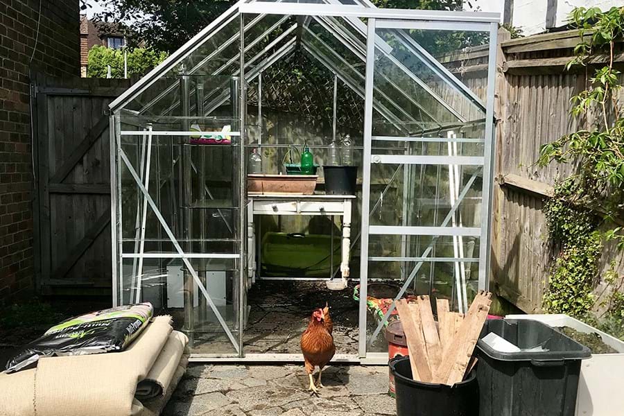A chicken walking out of the open door of a green house