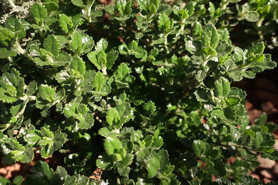 Wall germander plant with green shiny small leaves